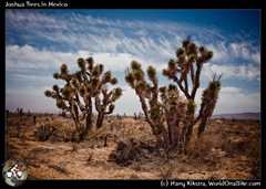 Joshua Trees in Mexico