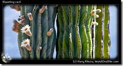 Blooming cacti