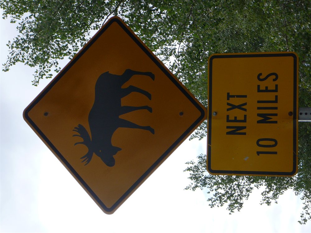 Moose !