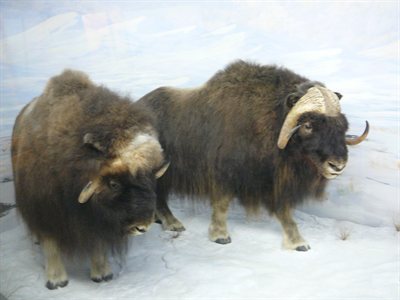Muskoxs