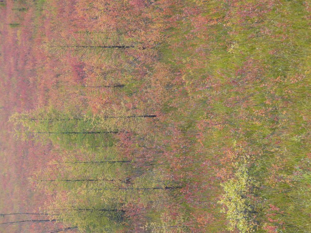 Colores del otono en la British Columbia