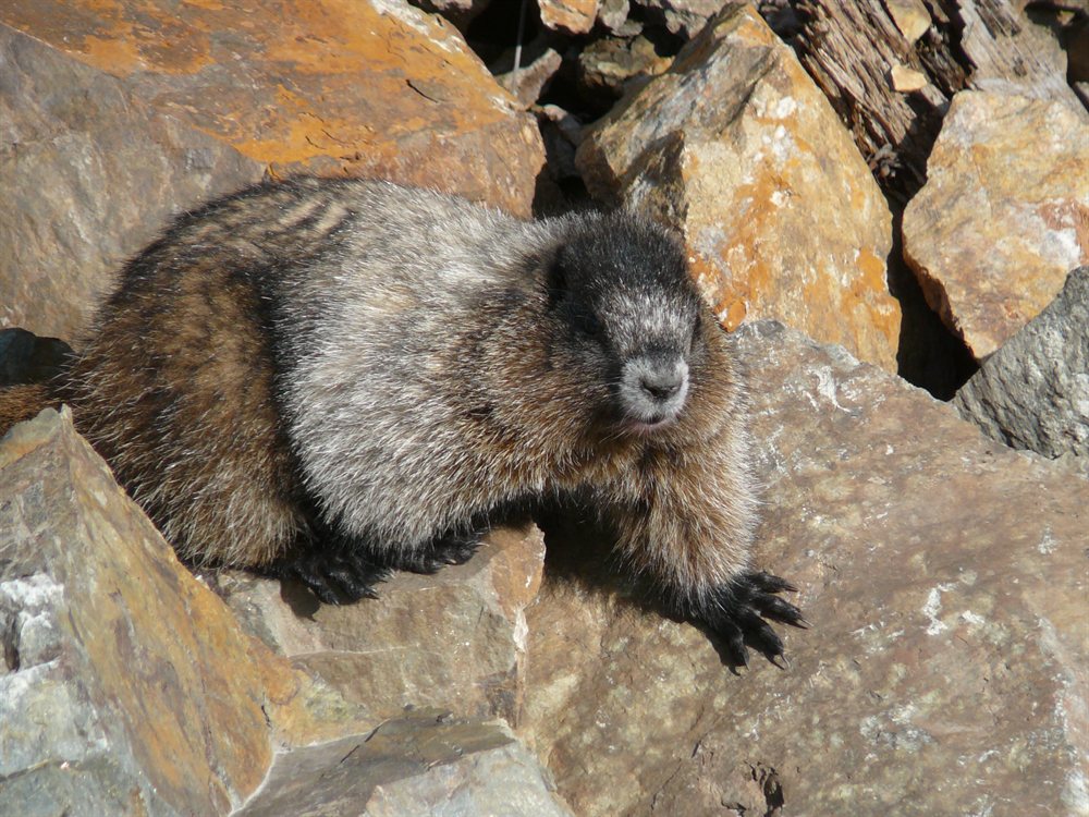 Marmota