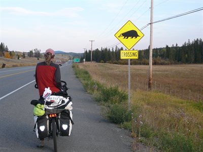 Cuidado zorrinos en la ruta